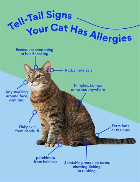 cats food allergies